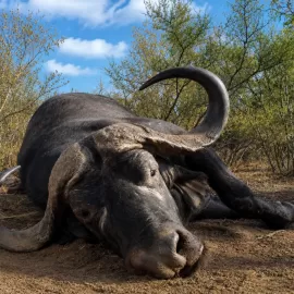 Cape Buffalo trophy