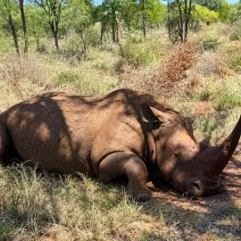 Rhino Trophy Bull