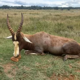 Blesbok plains game