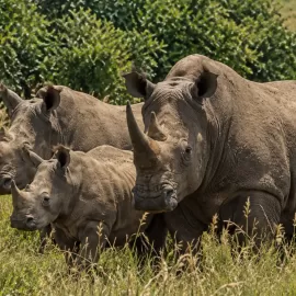 Rhino Bull