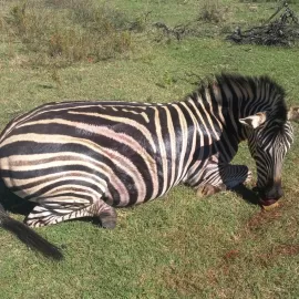 zebra hunting in south africa