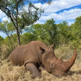 Darted Rhino Hunt in South Africa 1