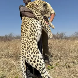 namibia leopard trophy photos