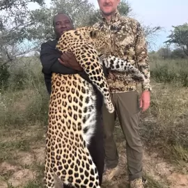 big cat leopard hunting in Africa