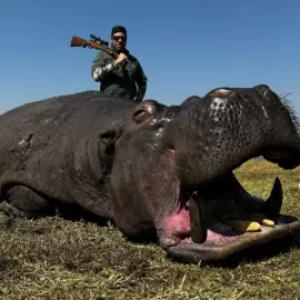 Hunt free range hippos in Africa