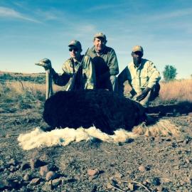 Free State Ostrich Trophy
