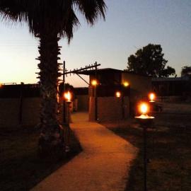 African Lion Cancellation Hunt 8