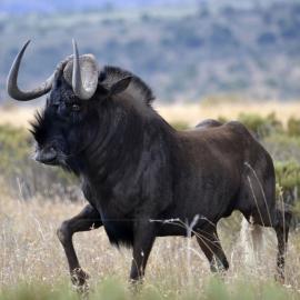 Tented Camp Black Wildebeest