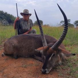 free range waterbuck in south africa