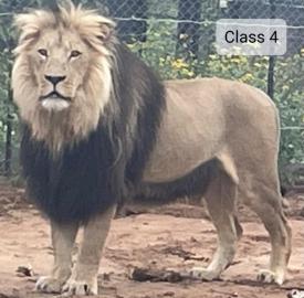 Lion Hunt in the Kalahari Desert 7