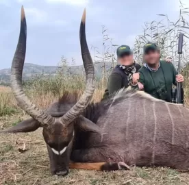 free range kwa-zulu natal nyala