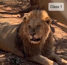 Lion Hunt in the Kalahari Desert 1