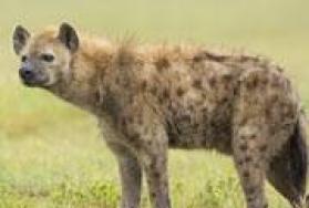 Exotic Africa Animals Exotic Africa Animals