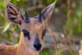 HUnting small antelopes in Africa HUnting small antelopes in Africa