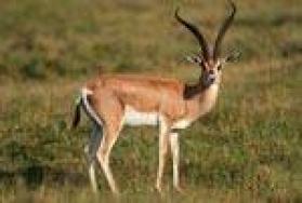 Small Antelopes of Africa Small Antelopes of Africa