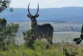 Plains Game Plains Game