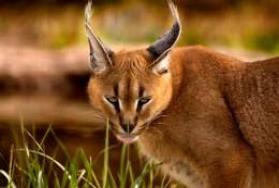 Hunting Caracal in Africa Hunting Caracal in Africa