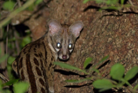 Hunting Genet in Africa Hunting Genet in Africa