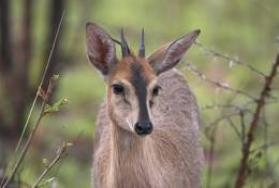 Hunting Grey Duiker in Africa Hunting Grey Duiker in Africa