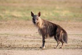 Hunting brown hyena in Africa Hunting brown hyena in Africa