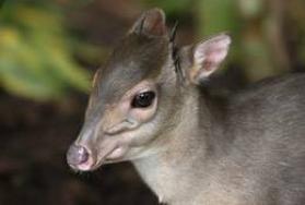 HUnting Blue Duiker in Africa HUnting Blue Duiker in Africa