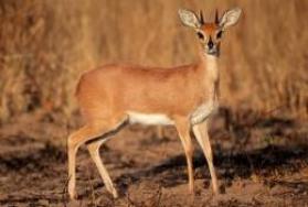 Hunting Steenbok in Africa Hunting Steenbok in Africa