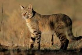 Hunting African Wildcat Hunting African Wildcat