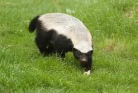 Hunting Honey Badger in Africa Hunting Honey Badger in Africa