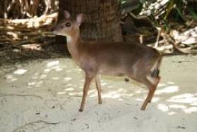 Hunting Suni in Africa Hunting Suni in Africa