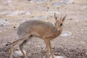 Hunting Damara Dik Dik in Namibia Hunting Damara Dik Dik in Namibia