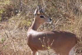 Hunting Klipspringer in Africa Hunting Klipspringer in Africa