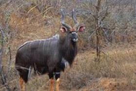 Hunting Nyala in Africa Hunting Nyala in Africa