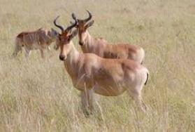 Hunting Coke's Hartebeest in Africa Hunting Coke's Hartebeest in Africa