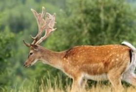 Hunting Fallow Deer in South Africa Hunting Fallow Deer in South Africa