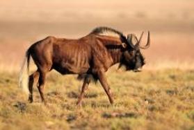 Hunting Black Wildebeest in Africa Hunting Black Wildebeest in Africa