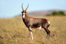 Hunting Blesbok in Africa Hunting Blesbok in Africa