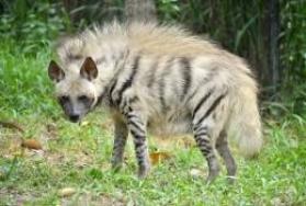 Hunting Striped Hyena in Africa Hunting Striped Hyena in Africa