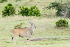 Hunting Lord Derby Eland in Africa Hunting Lord Derby Eland in Africa