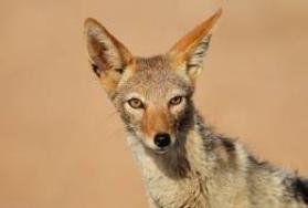 Hunting Black-Backed Jackal in Africa Hunting Black-Backed Jackal in Africa