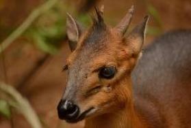 Hunting Red Duiker in Africa Hunting Red Duiker in Africa
