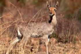 Hunting Mountain Reedbuck in Africa Hunting Mountain Reedbuck in Africa
