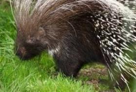 Hunting African Porcupine Hunting African Porcupine