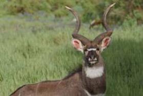 Hunting mountain nyala in Africa Hunting mountain nyala in Africa