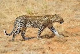 African Leopard Hunting Packages African Leopard Hunting Packages