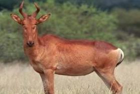 Hunting Lichtenstein's Hartebeest in Africa Hunting Lichtenstein's Hartebeest in Africa