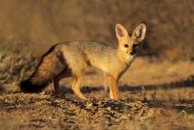 Hunting Cape Fox in Africa Hunting Cape Fox in Africa