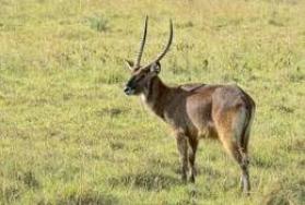 Hunting Defassa Waterbuck in Africa Hunting Defassa Waterbuck in Africa