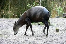 Hunting Yellow-Backed Duiker in Africa Hunting Yellow-Backed Duiker in Africa