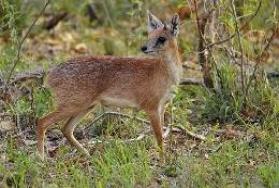 Hunting Sharpe's Grysbok in Africa Hunting Sharpe's Grysbok in Africa