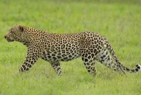 Leopard Hunting Leopard Hunting